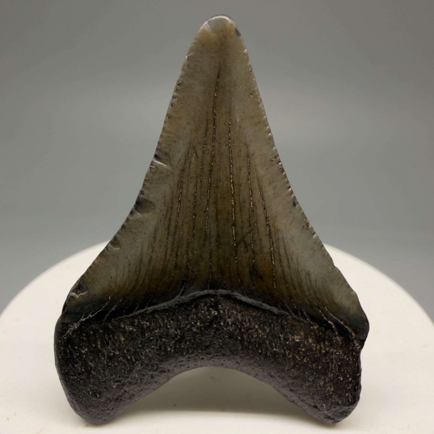 Back View 1.89" Colorful Fossil Megalodon Tooth – South Carolina River Find | Authentic Megalodon Tooth CM5750
