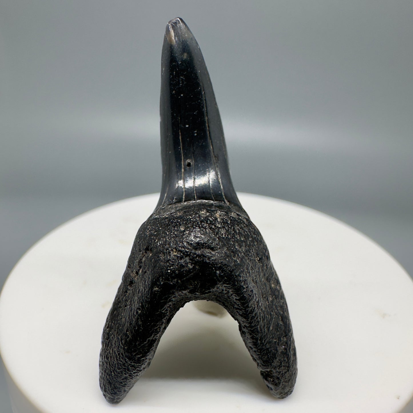 Dark colors 1.80" Fossil Shortfin Mako - Isurus oxyrinchus Tooth from SC M581 - Front