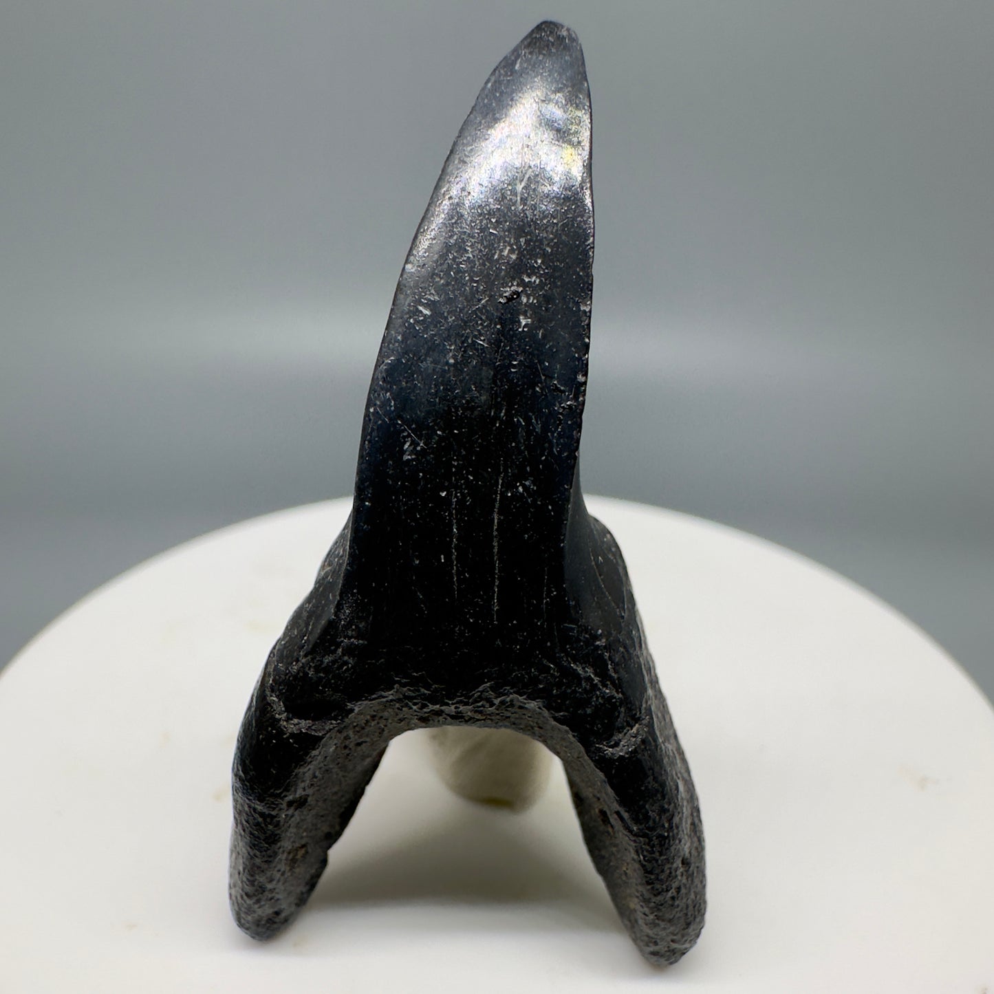 Dark colors 1.80" Fossil Shortfin Mako - Isurus oxyrinchus Tooth from SC M581 - Back