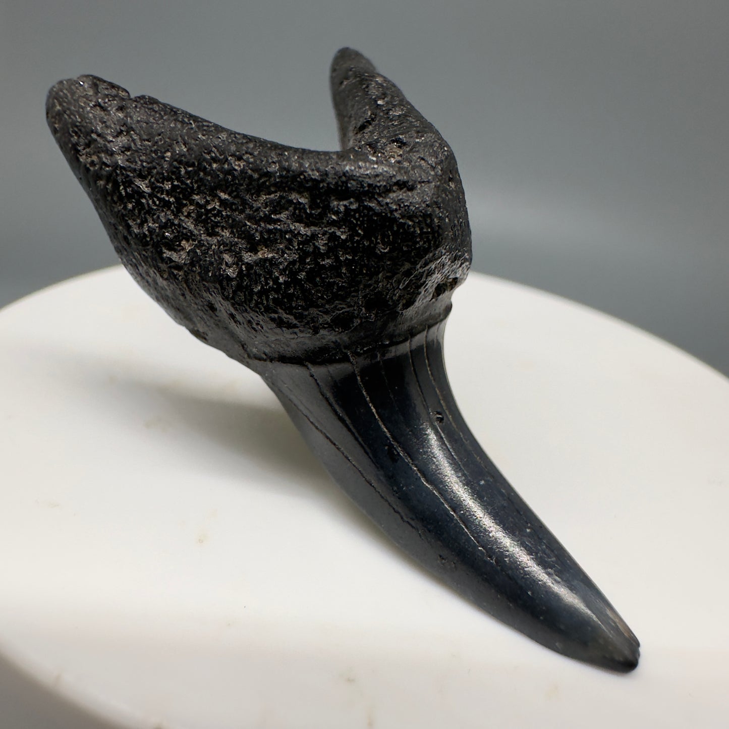 Dark colors 1.80" Fossil Shortfin Mako - Isurus oxyrinchus Tooth from SC M581 - Front Left