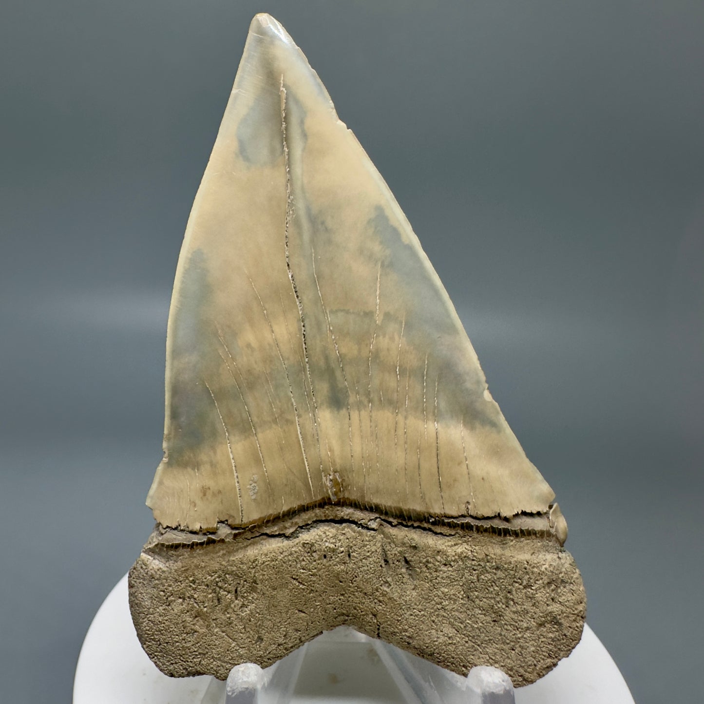 Max Size 3.07" Fossil Ext. Mako - Isurus hastalis Tooth - Aurora, NC M578 - Back