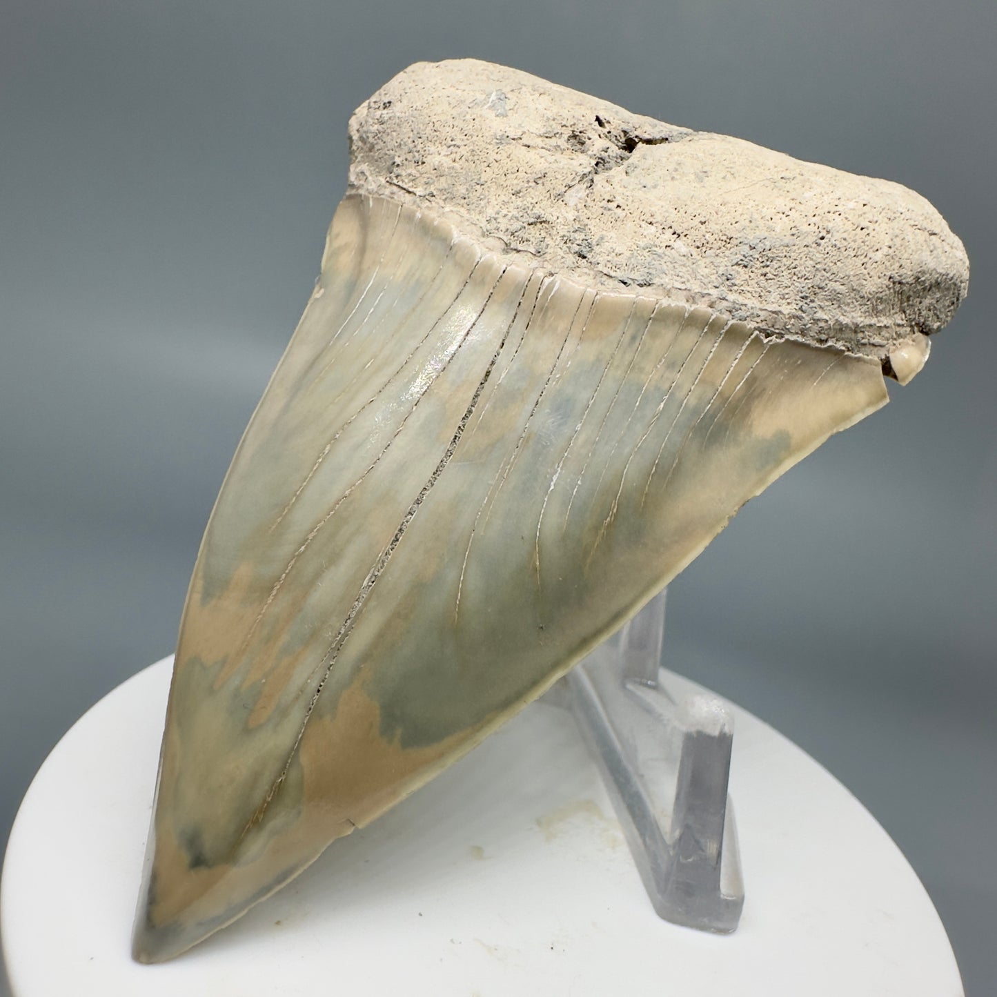 Max Size 3.07" Fossil Ext. Mako - Isurus hastalis Tooth - Aurora, NC M578 - Front Right