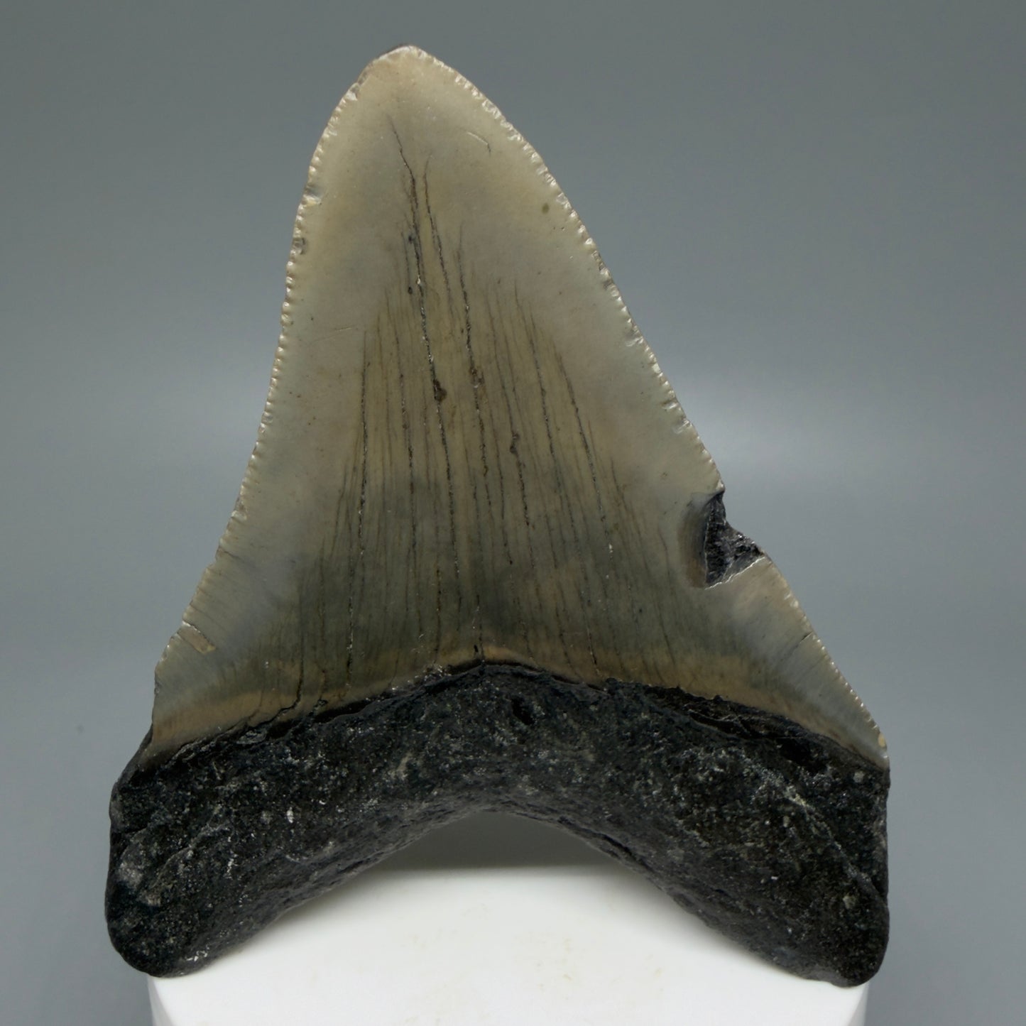 Back View Colorful 3.34" Fossil Megalodon Tooth from North Carolina - megalodonteeth.com CM6072