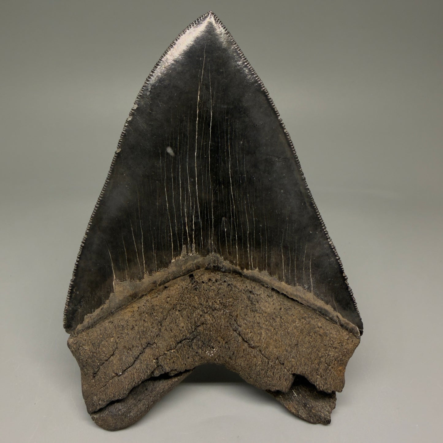 Back View Gem 4.78" Fossil Megalodon Shark Tooth - Georgia - Dark colors, Collector's Quality CM5771