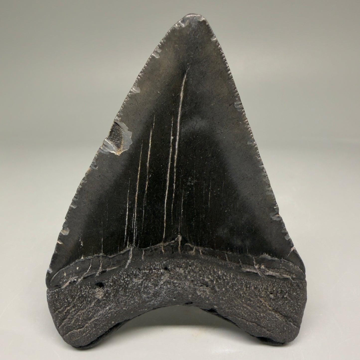 Back View Authentic 3.36" Megalodon Tooth – Colorful Fossil Megalodon Tooth from South Carolina for Sale CM5778