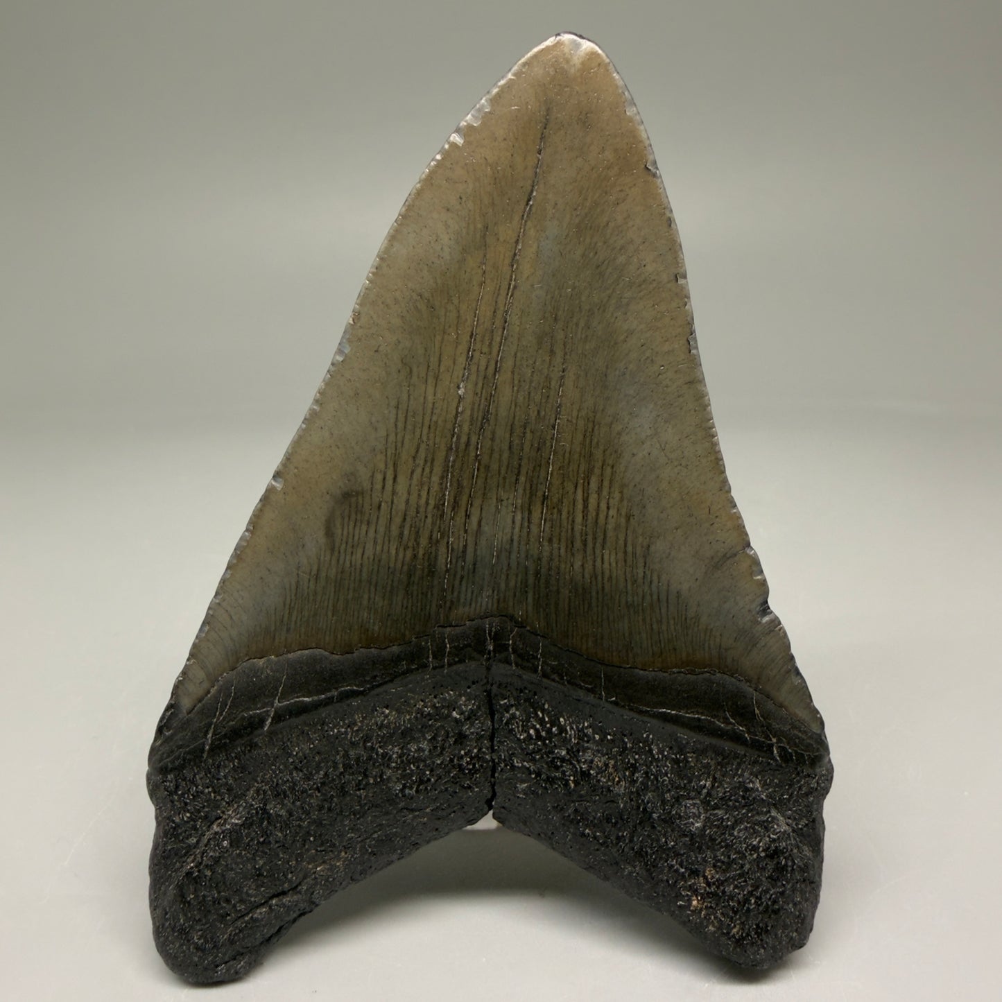 Back View 4.43" Fossil Megalodon Tooth – Authentic Carcharocles megalodon Tooth from South Carolina CM5792