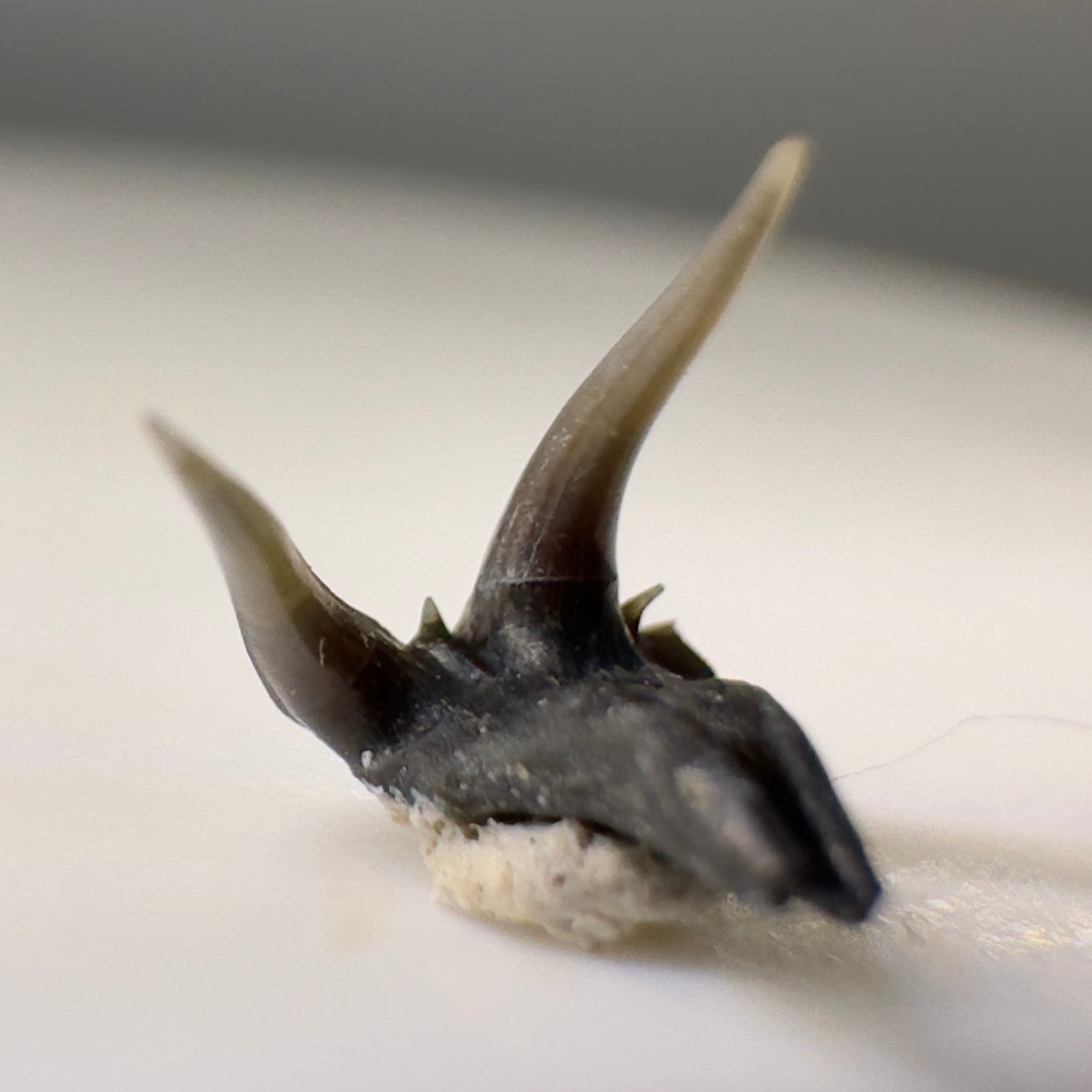 Very rare 8mm wide Fossil Clamydoselachus lawleyi - Extinct Frilled Shark tooth - Siena, Tuscany, Italy R574 - Front left