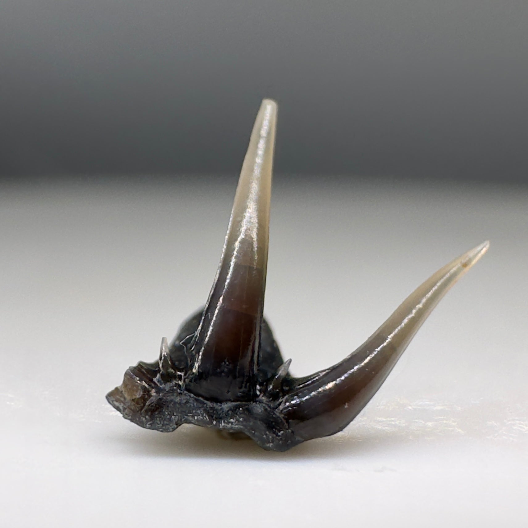 Very rare 8mm wide Fossil Clamydoselachus lawleyi - Extinct Frilled Shark tooth - Siena, Tuscany, Italy R574 - Back1