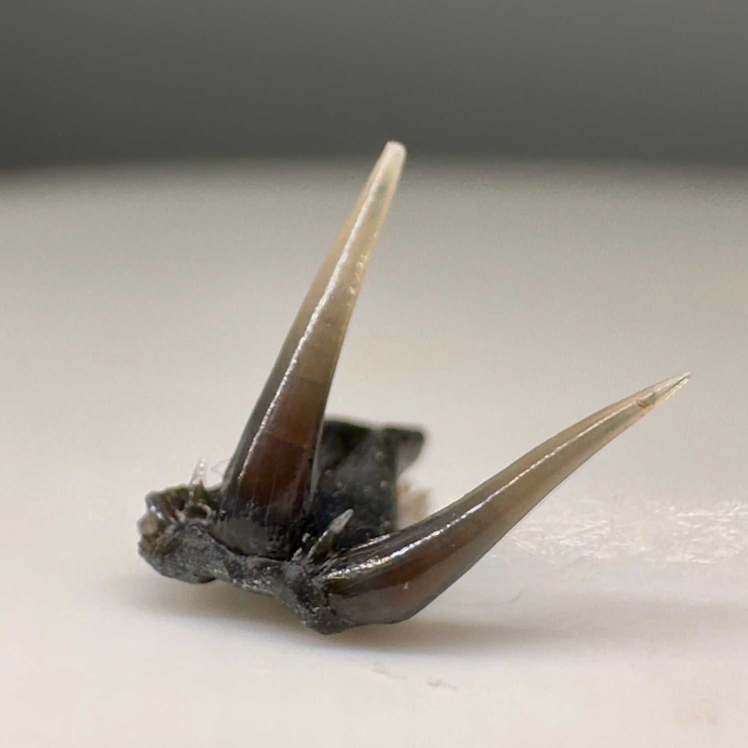 Very rare 8mm wide Fossil Clamydoselachus lawleyi - Extinct Frilled Shark tooth - Siena, Tuscany, Italy R574 - Back right