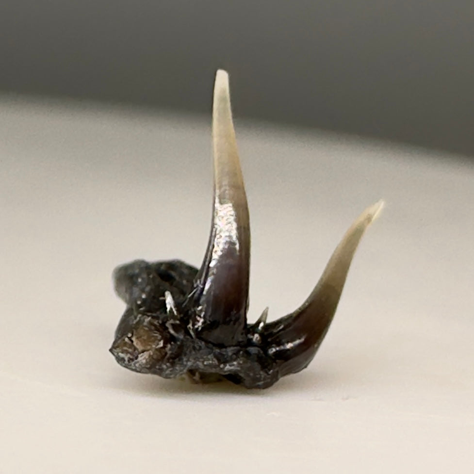 Very rare 8mm wide Fossil Clamydoselachus lawleyi - Extinct Frilled Shark tooth - Siena, Tuscany, Italy R574 - Back2