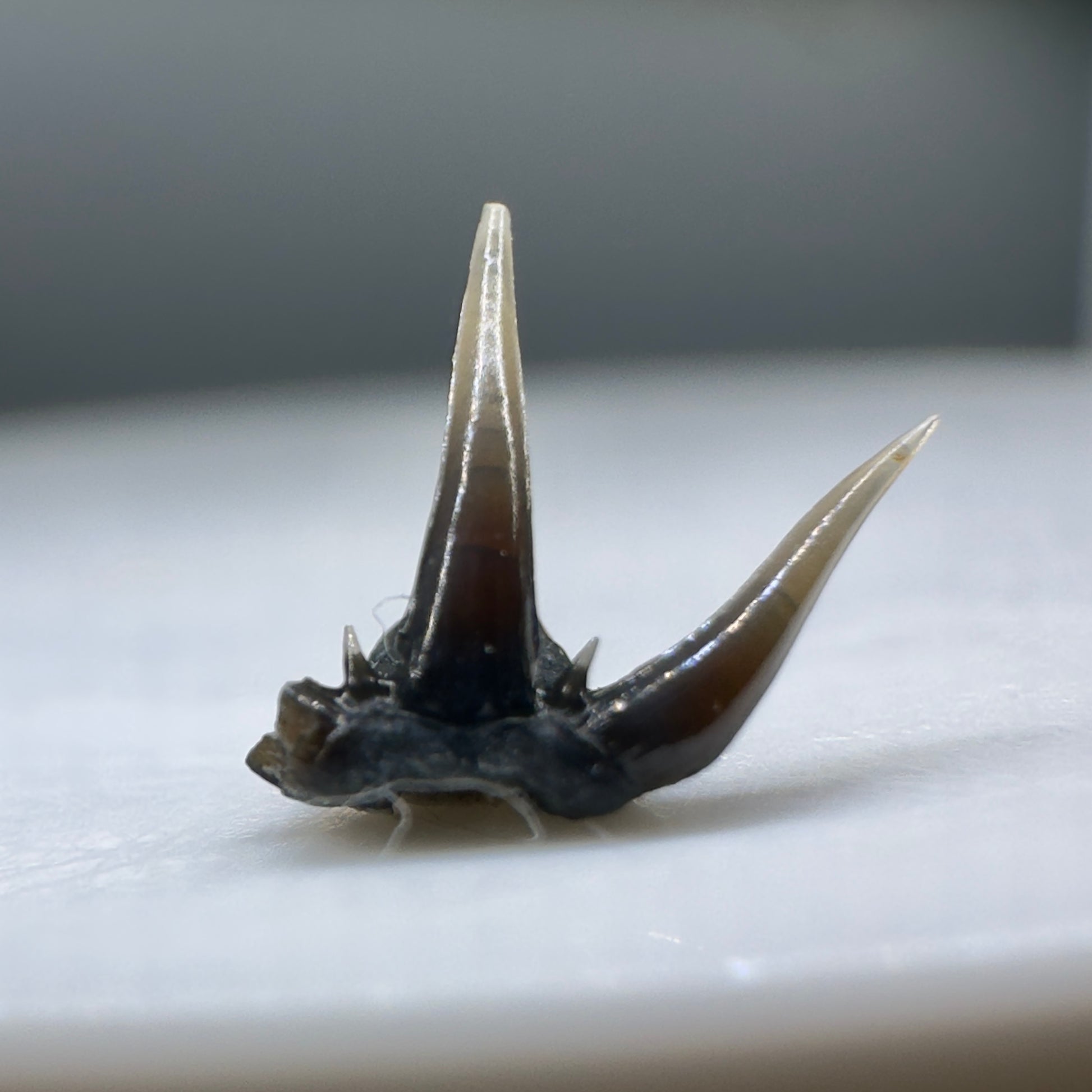 Very rare 8mm wide Fossil Clamydoselachus lawleyi - Extinct Frilled Shark tooth - Siena, Tuscany, Italy R574 - Back