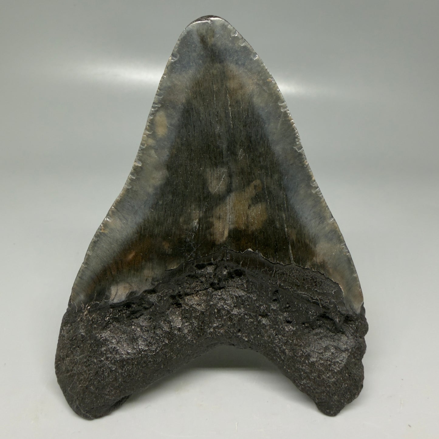 Back View Very colorful 4.29" Megalodon Tooth from South Carolina CM6114
