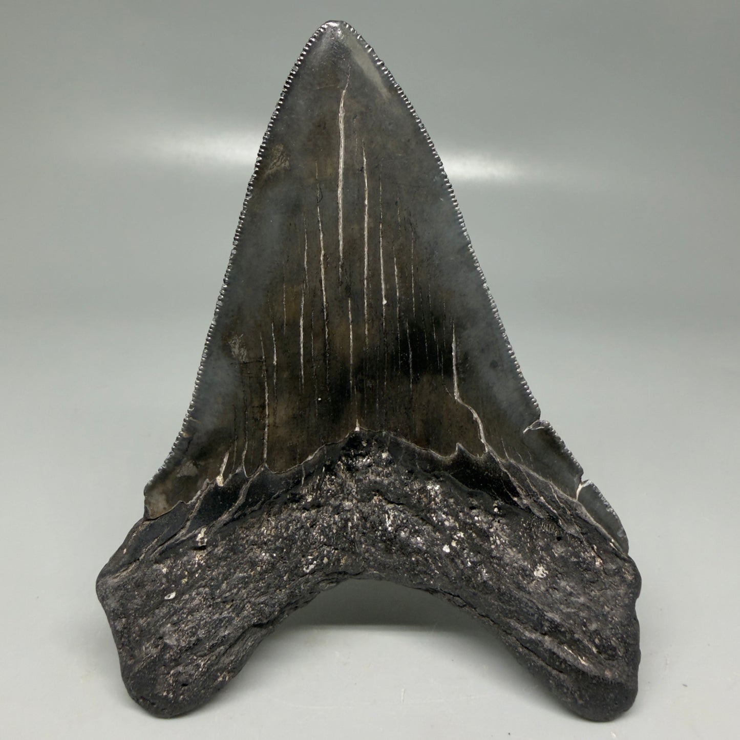 Back View Dark colors 4.53" Megalodon Tooth from South Carolina CM6115