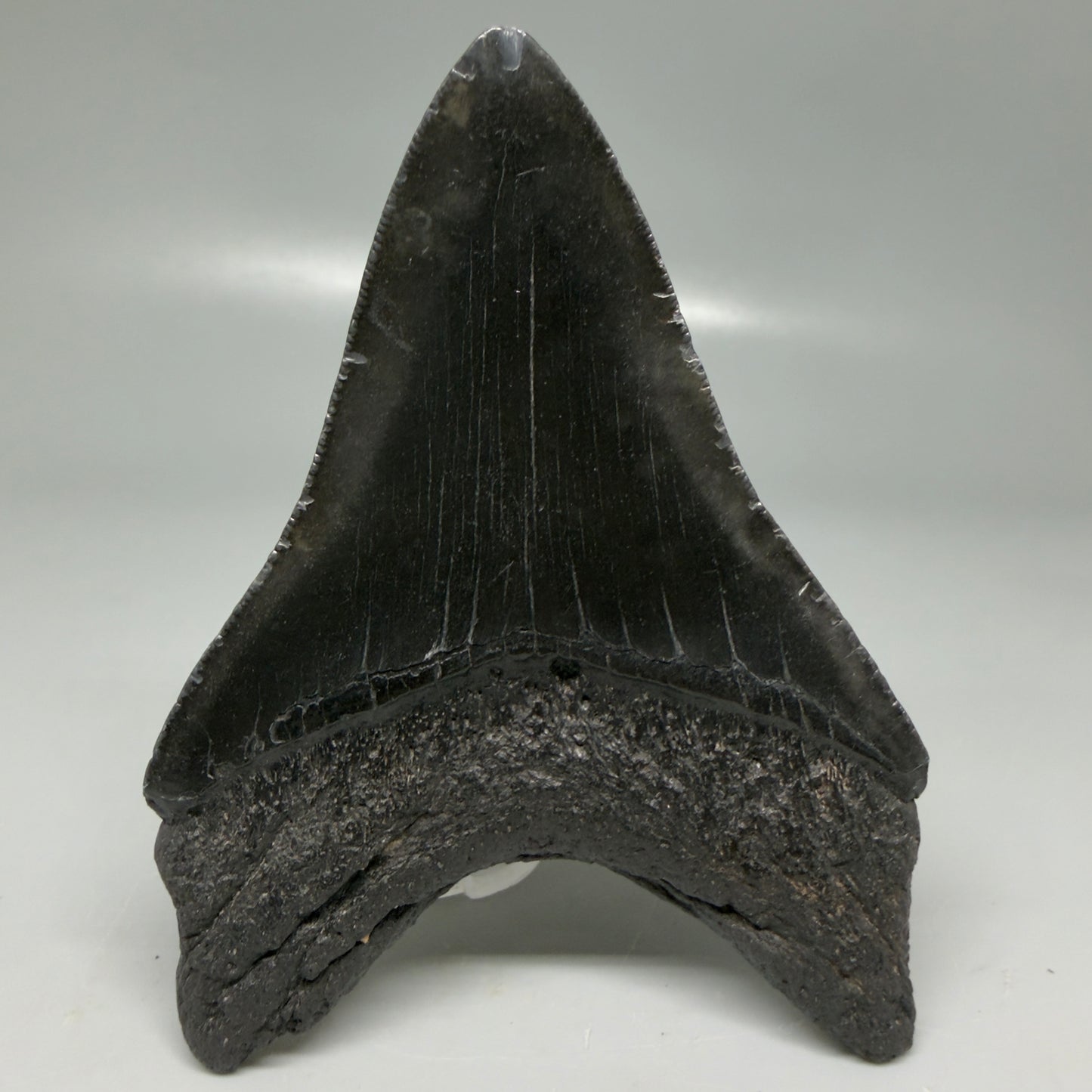 Back View Dark colors 4.14" Megalodon Tooth from South Carolina CM6109