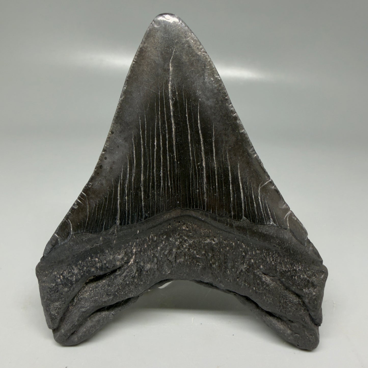 Back View Dark colors 3.84" Megalodon Tooth from South Carolina CM6107