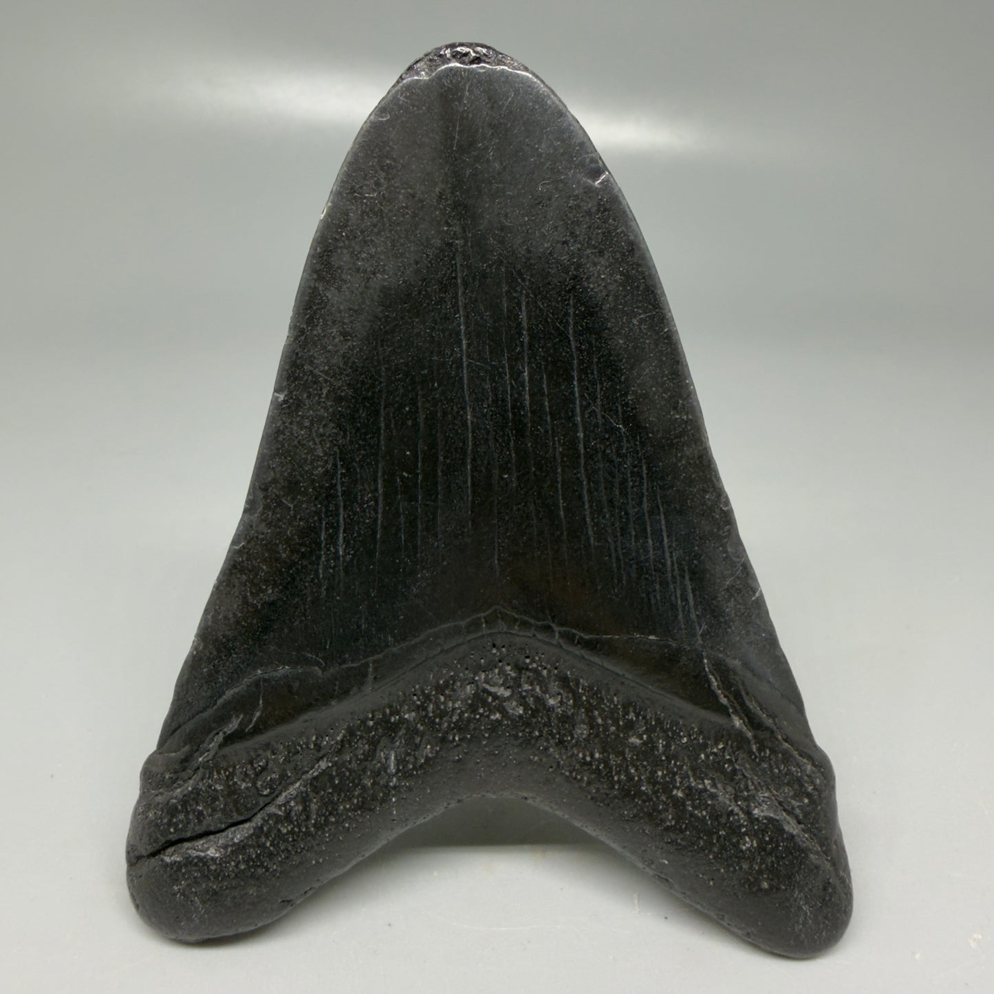 Back View Black 3.68" Megalodon Tooth from South Carolina CM6104
