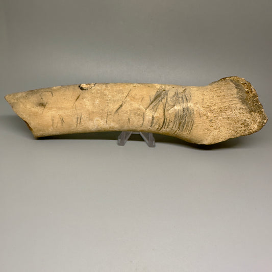 Fossil Whale Radius with Shark Bite Marks – Probable Megalodon - Bone Valley Florida | 100% Authentic