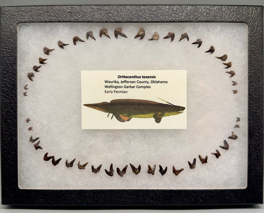 Set 44 pieces Fossil Xenacanthus (Orthacanthus) texensis - Extinct Xenacanth Shark Teeth Shark Teeth - OK