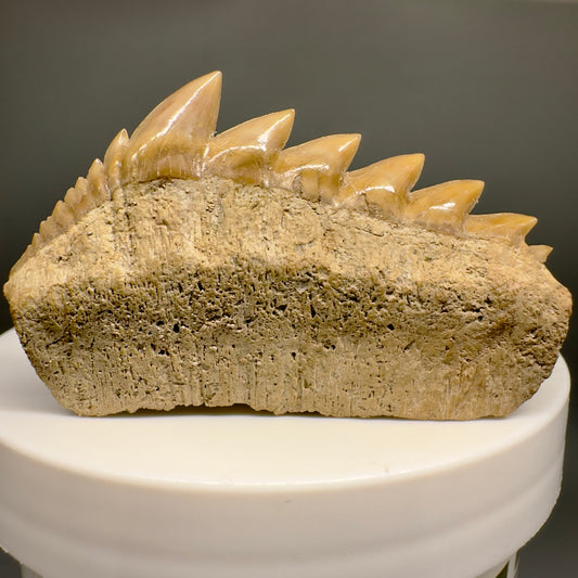 Beautiful 1.90" wide Fossil Notidanodon loozi - Extinct Cow Shark tooth from Morocco