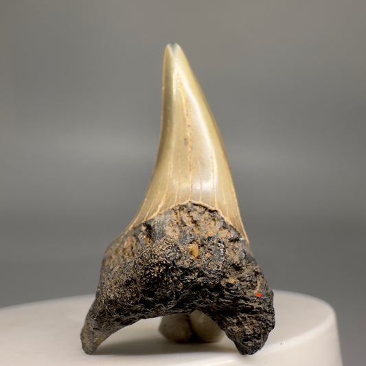 Rare 1.47" Fossil Parotodus oligocaenus Fossil Shark Tooth from Cooper River, SC R605 - Front