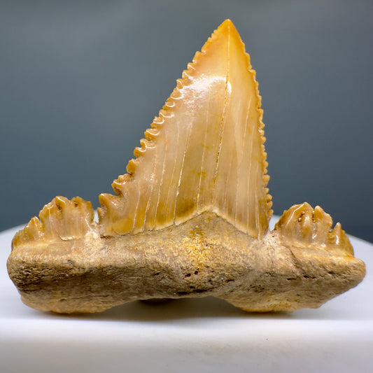 Gorgeous 1.53" Fossil Palaeocarcharodon orientalis tooth - Morocco R602 - Front