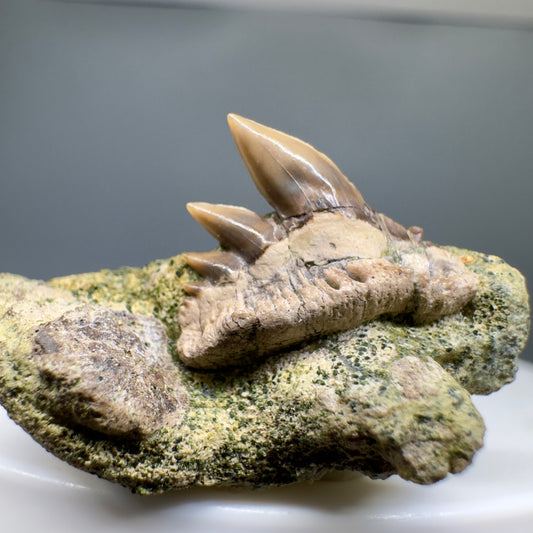 Rare Crassodontidanus serratus Fossil Cow Shark Tooth in Matrix – Late Jurassic, Poland (0.62”) R608 - 1