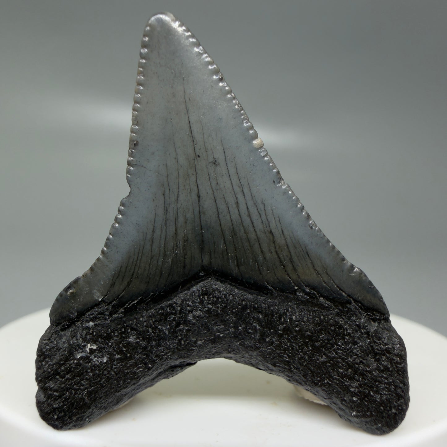 Back View Small 1.63" Colorful Fossil Megalodon Tooth – South Carolina River Find | Authentic CM6123