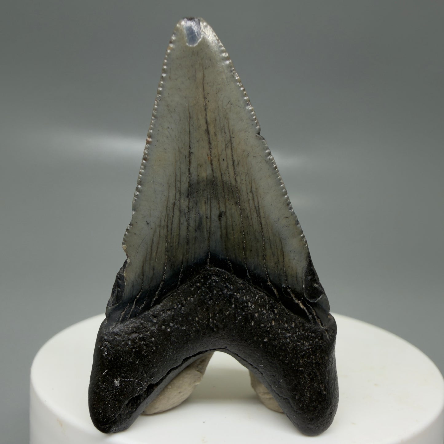 Back View Lower 2.00" Colorful Fossil Megalodon Tooth – South Carolina River Find | Authentic CM6124