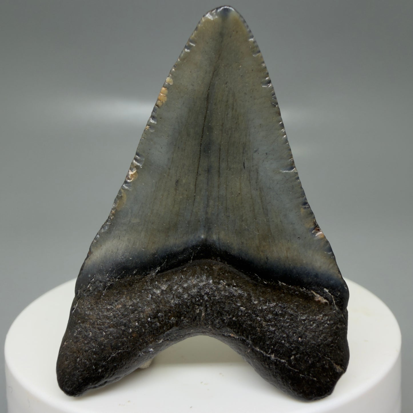 Back View 2.02" Colorful Fossil Megalodon Tooth – South Carolina River Find | Authentic CM6126