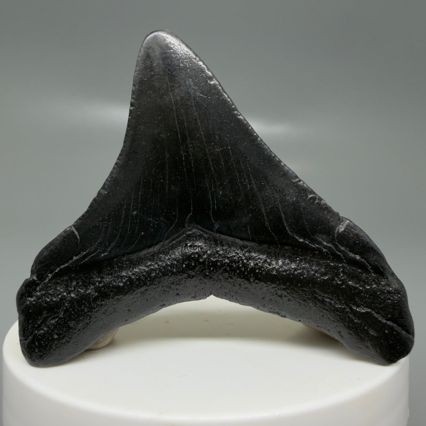 Back View Jet Black, posterior 2.24" Fossil Megalodon Tooth – South Carolina River Find | Authentic CM6130
