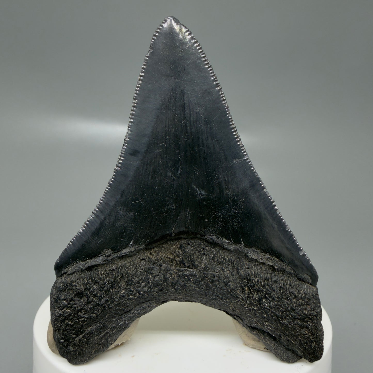 Back View 2.68" Dark colors Fossil Megalodon Tooth – South Carolina River Find | Authentic CM6133