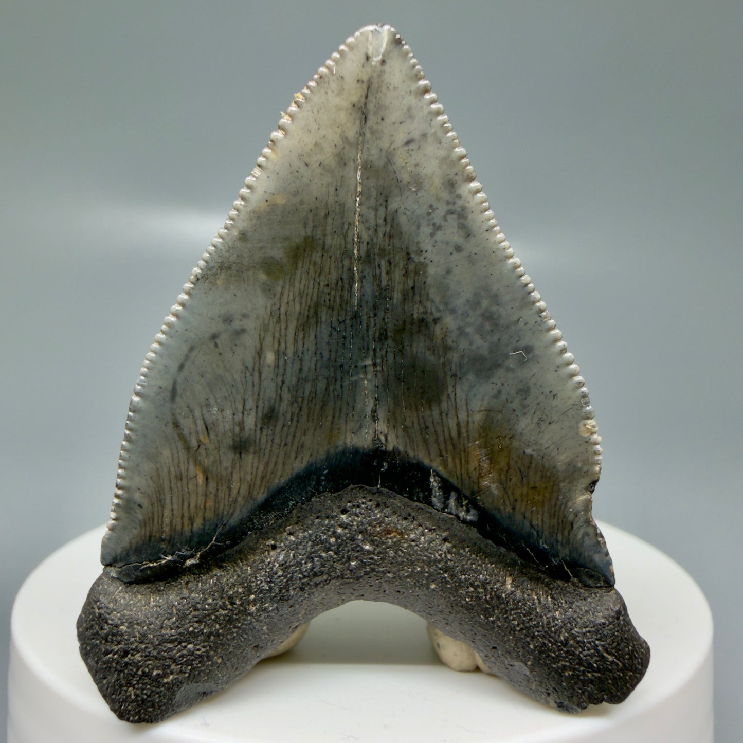 Back View Baby anterior, serrated 1.94" Fossil Megalodon Tooth from South Carolina CM6128