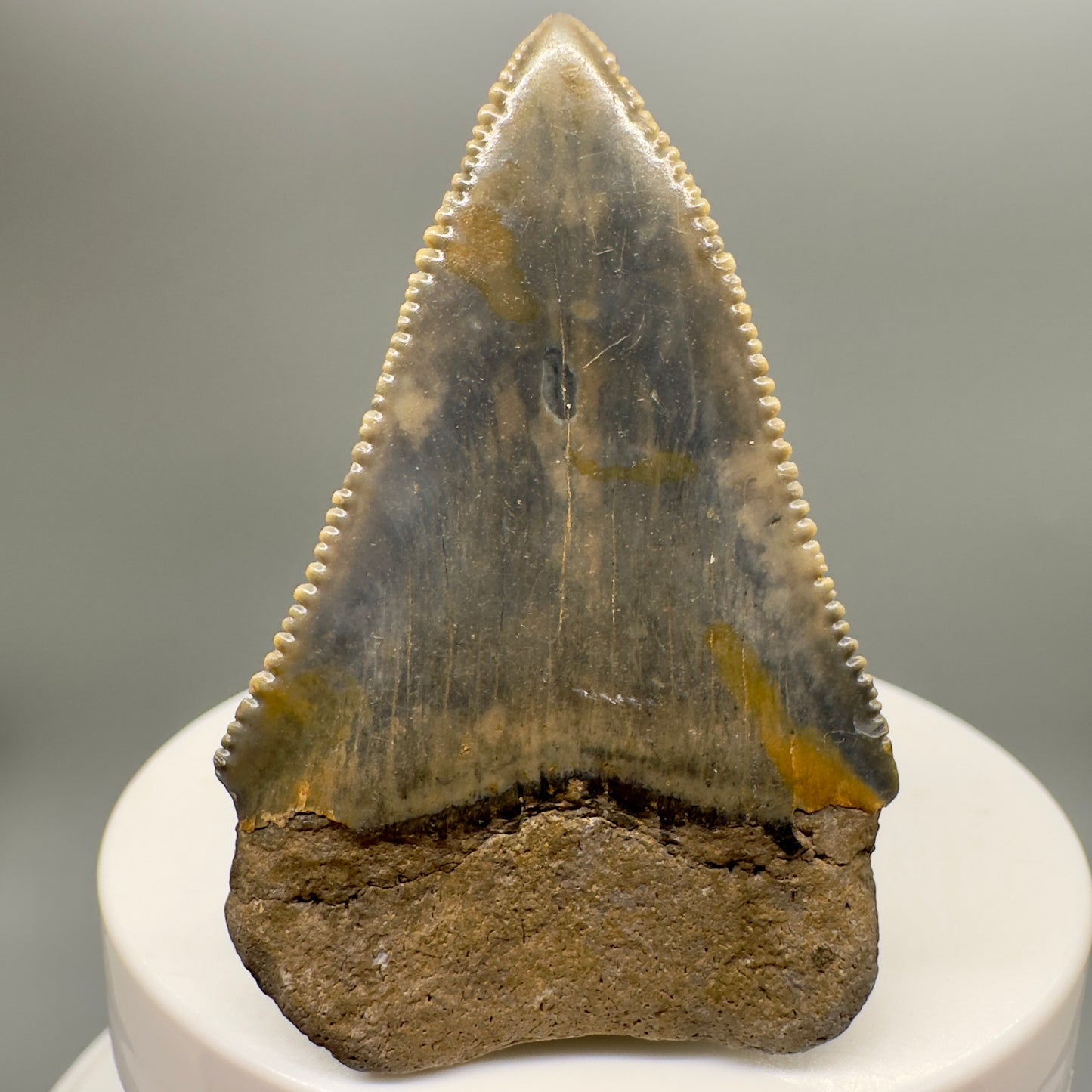 Sharply Serrated, colorful Great White Shark Tooth 2.09" - from North Carolina GW1120 - Back