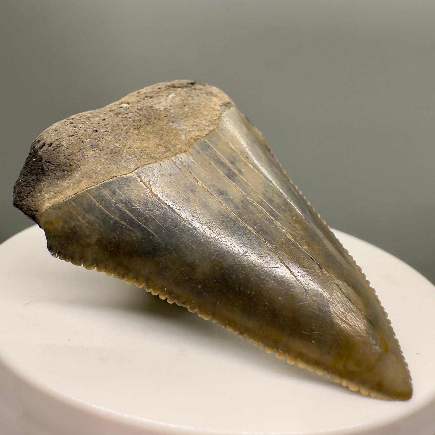 Sharply Serrated, colorful Great White Shark Tooth 2.09" - from North Carolina GW1120 - Front left
