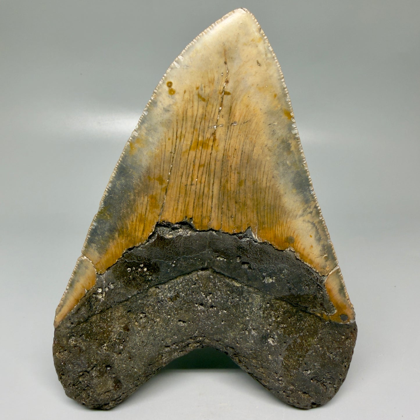 Back View Colorful 5.92" Authentic Megalodon Tooth – North Carolina Fossil | Carcharocles megalodon CM6148