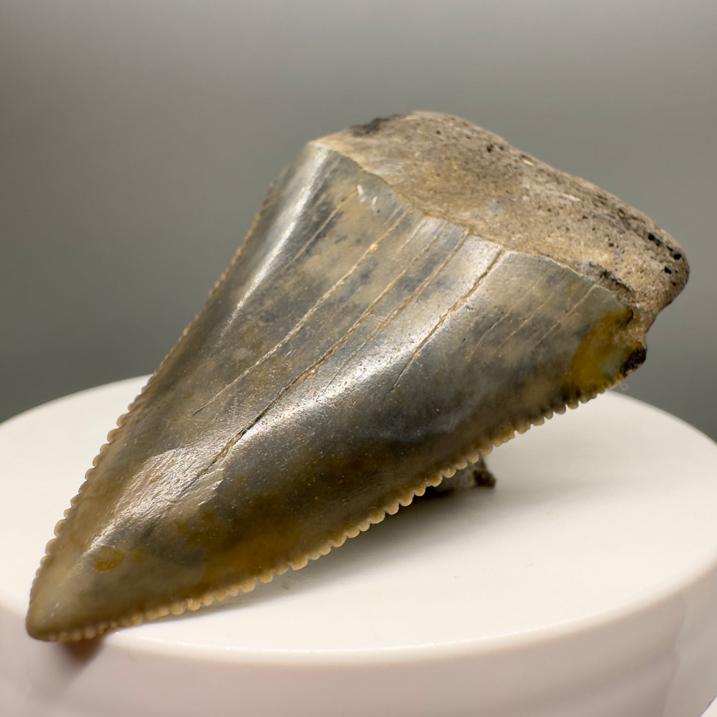 Sharply Serrated, colorful Great White Shark Tooth 2.09" - from North Carolina GW1120 - Front right
