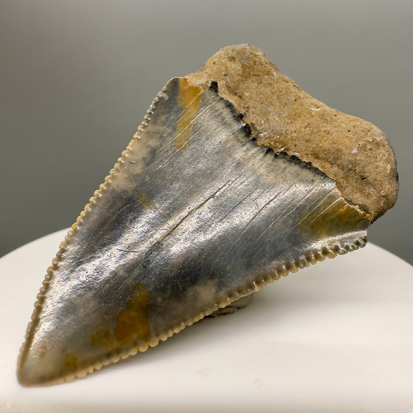 Sharply Serrated, colorful Great White Shark Tooth 2.09" - from North Carolina GW1120 - Back right
