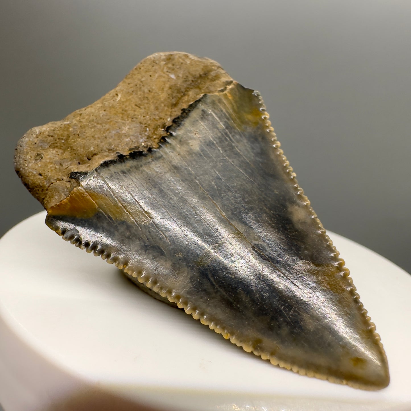 Sharply Serrated, colorful Great White Shark Tooth 2.09" - from North Carolina GW1120 - Back left