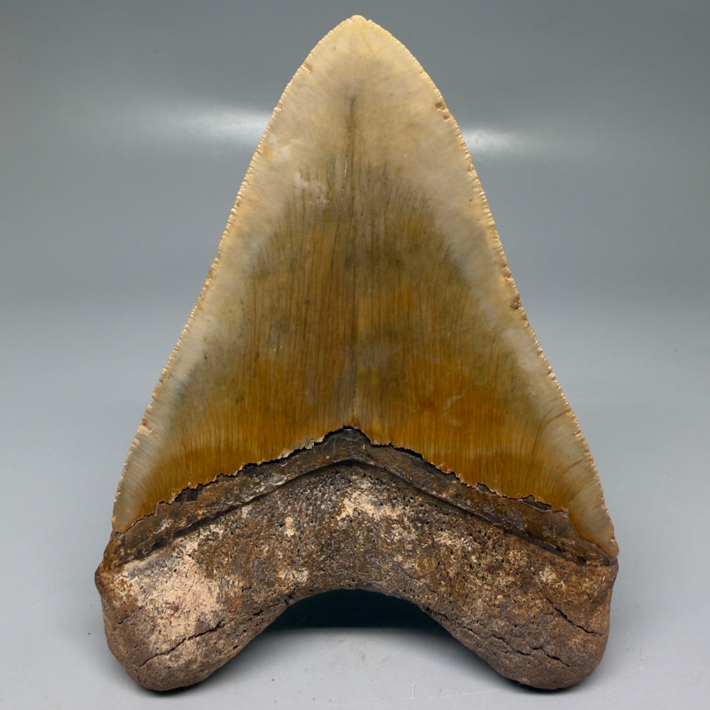 Back View Colorful, heart-shaped 5.03" Authentic Megalodon Tooth – North Carolina Fossil | Carcharocles megalodon CM6142
