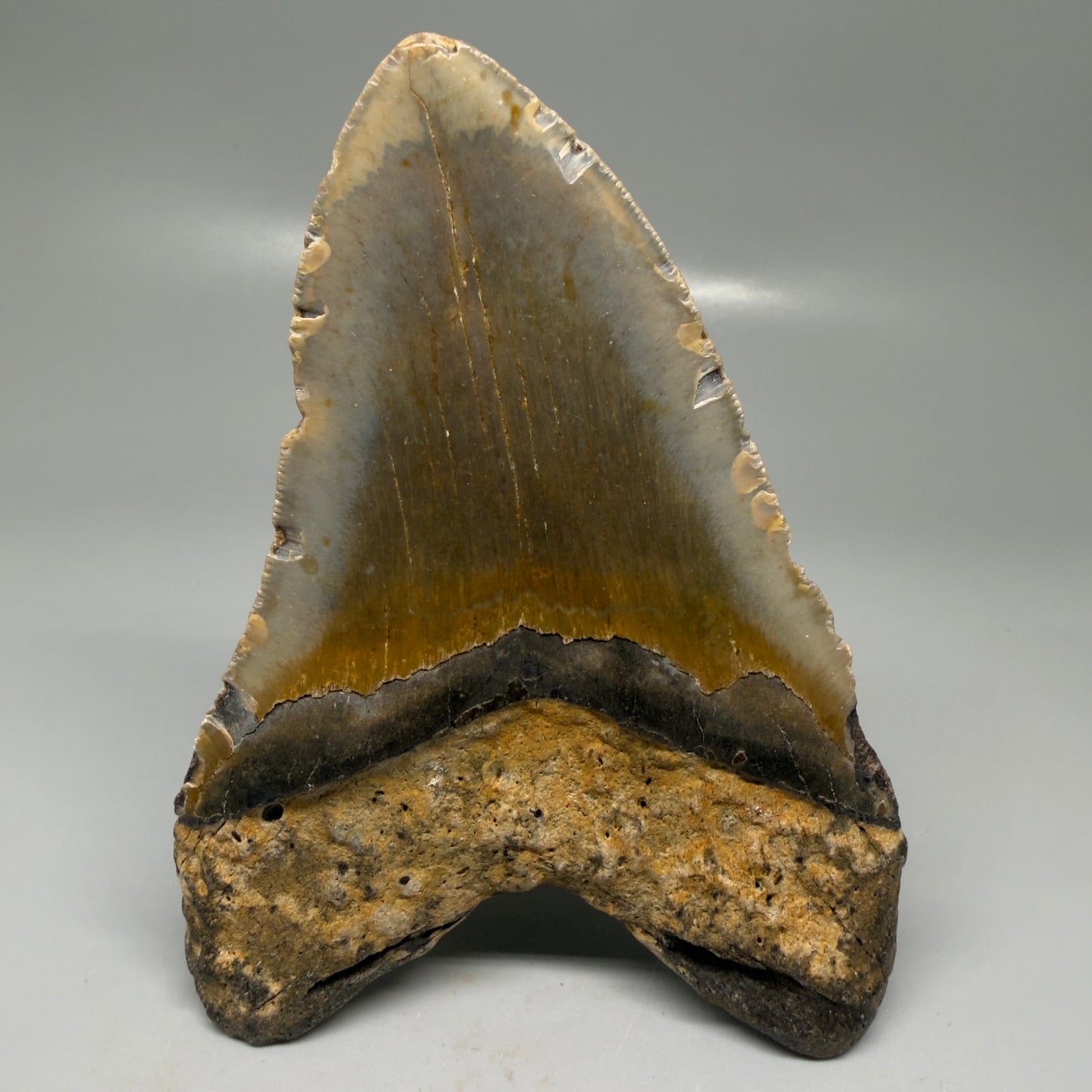 Back View Colorful 5.38" Authentic Megalodon Tooth – North Carolina Fossil | Carcharocles megalodon CM6141