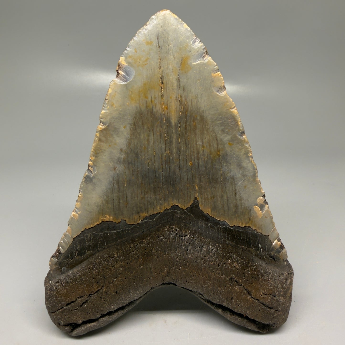 Back View Colorful 5.10" Authentic Megalodon Tooth – North Carolina Fossil | Carcharocles megalodon CM6138
