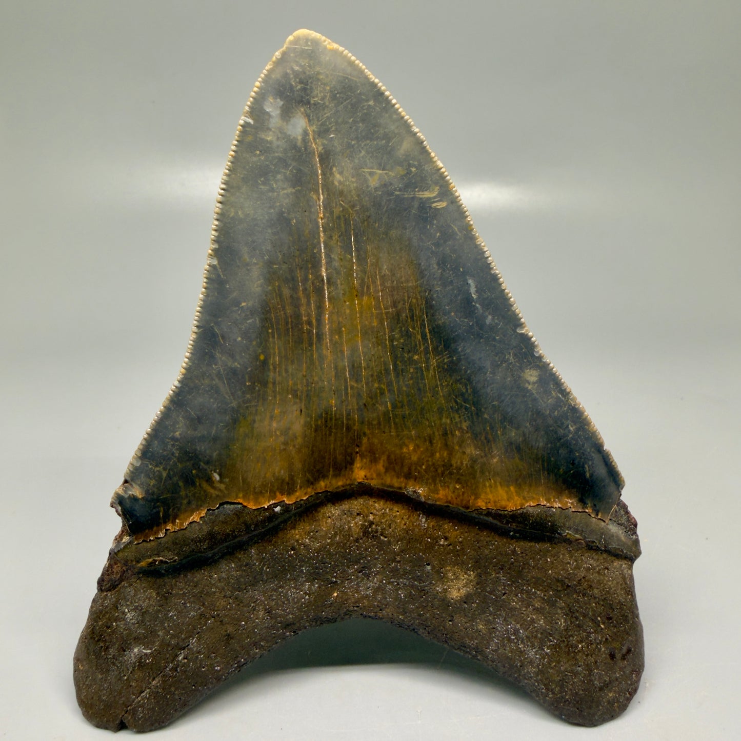 Back View Colorful 5.30" Authentic Megalodon Tooth – North Carolina Fossil | Carcharocles megalodon CM6139