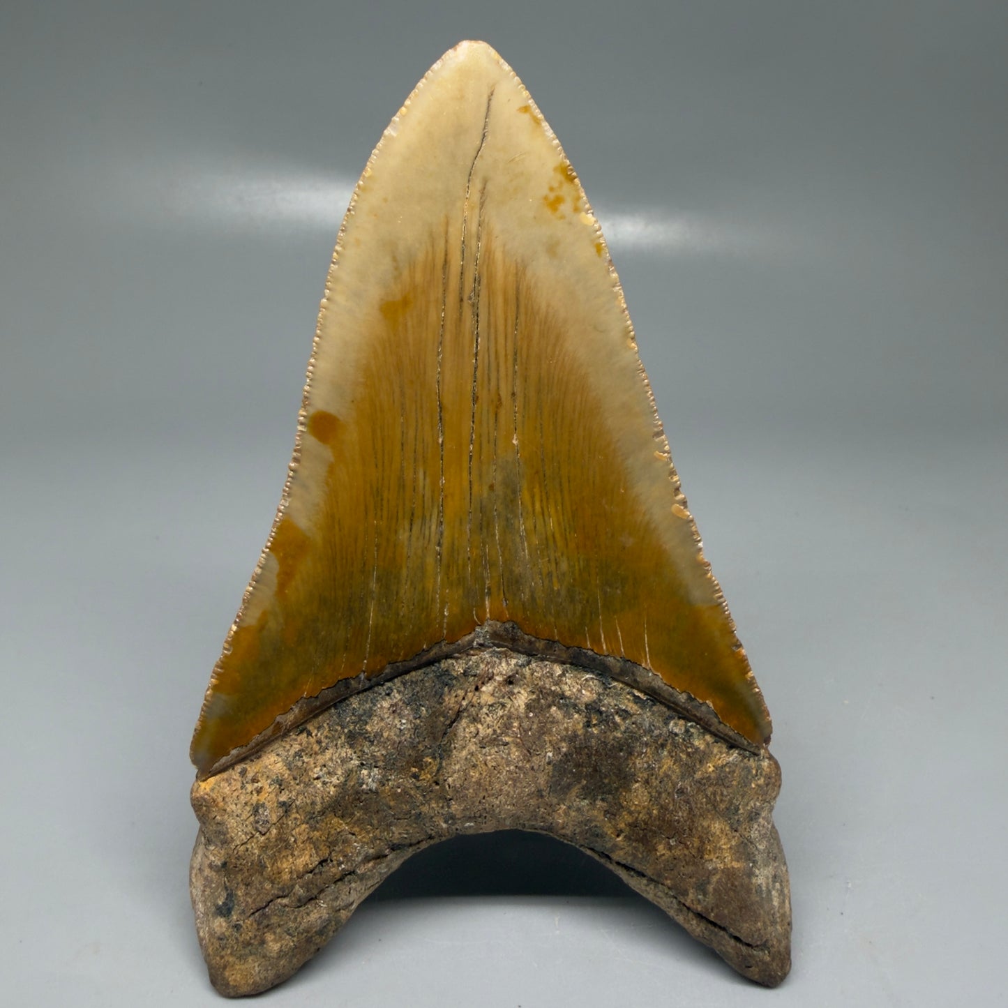 Back View Colorful, serrated, lower 5.17" Authentic Megalodon Tooth – North Carolina Fossil | Carcharocles megalodon CM6136