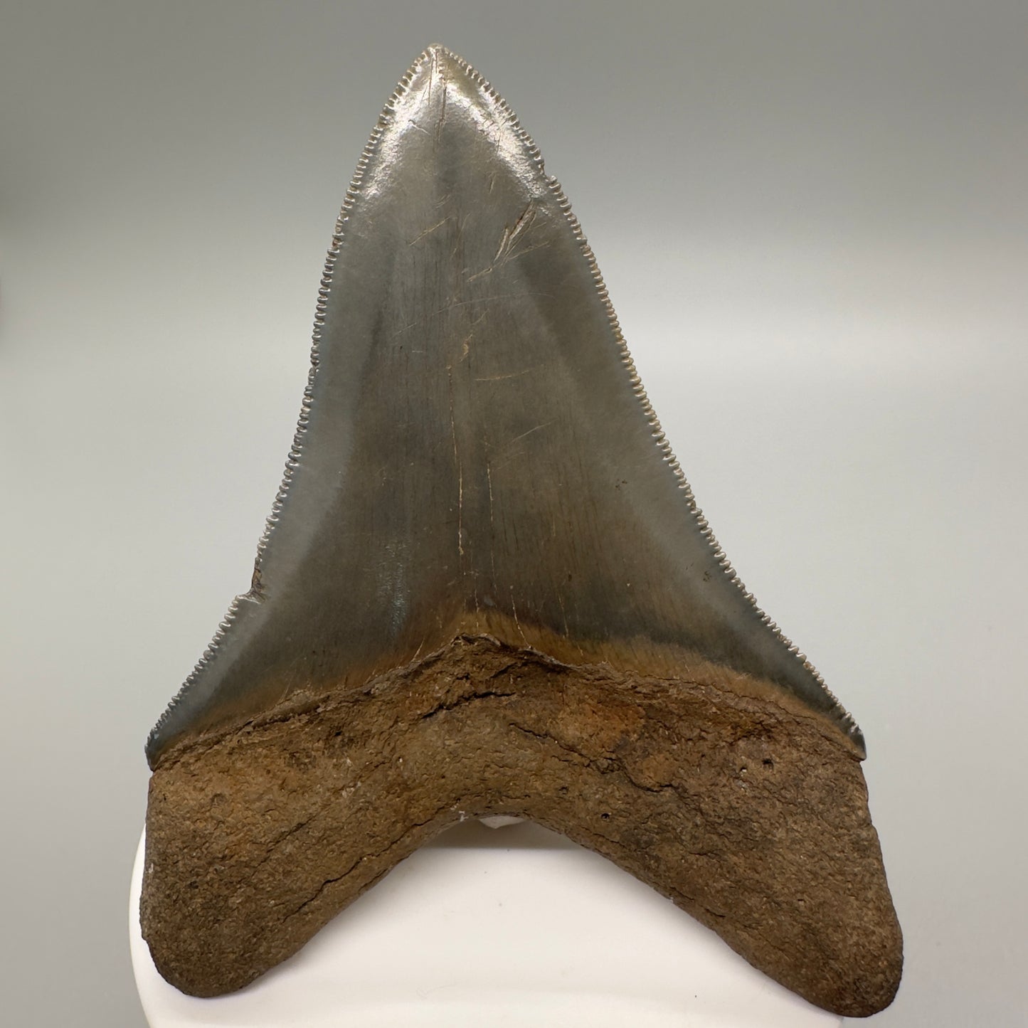 Sharply serrated 3.47" Fossil Megalodon Tooth: Scuba Diving Discovery from Georgia CM4610 - Back