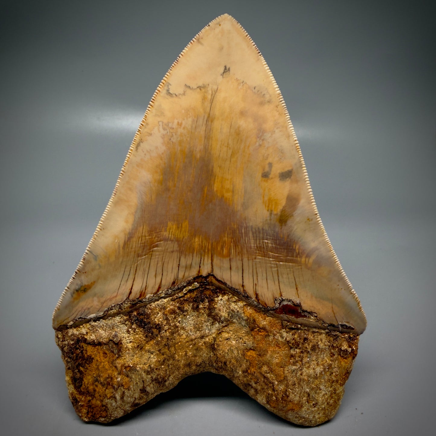 Back View Authentic, Collector's quality 5.45″ Colorful Megalodon Tooth – West Java Indonesia CM6159