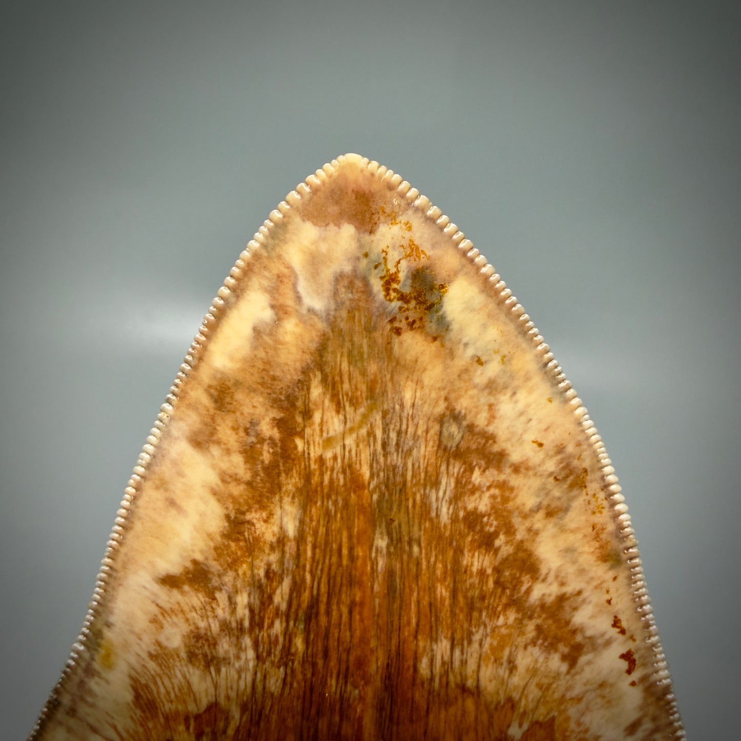 Tip detail View Authentic, Collector's quality 5.91″ Colorful Megalodon Tooth – West Java Indonesia CM6160