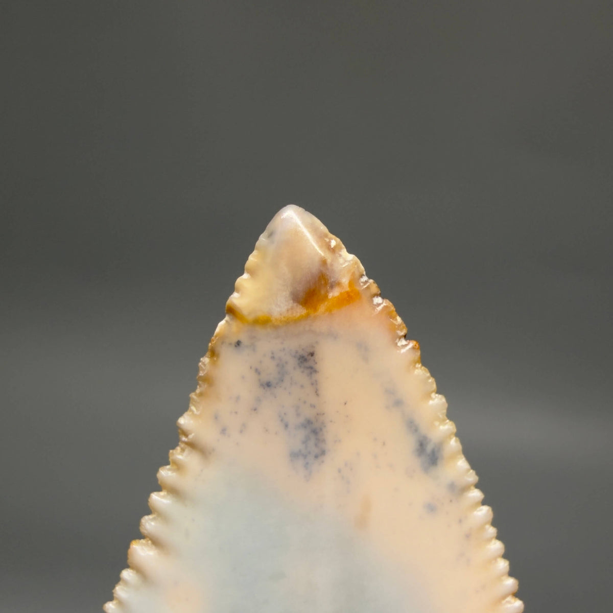 Large, Collector's Quality 2.38" long Fossil Great White Tooth from the deserts of Peru
