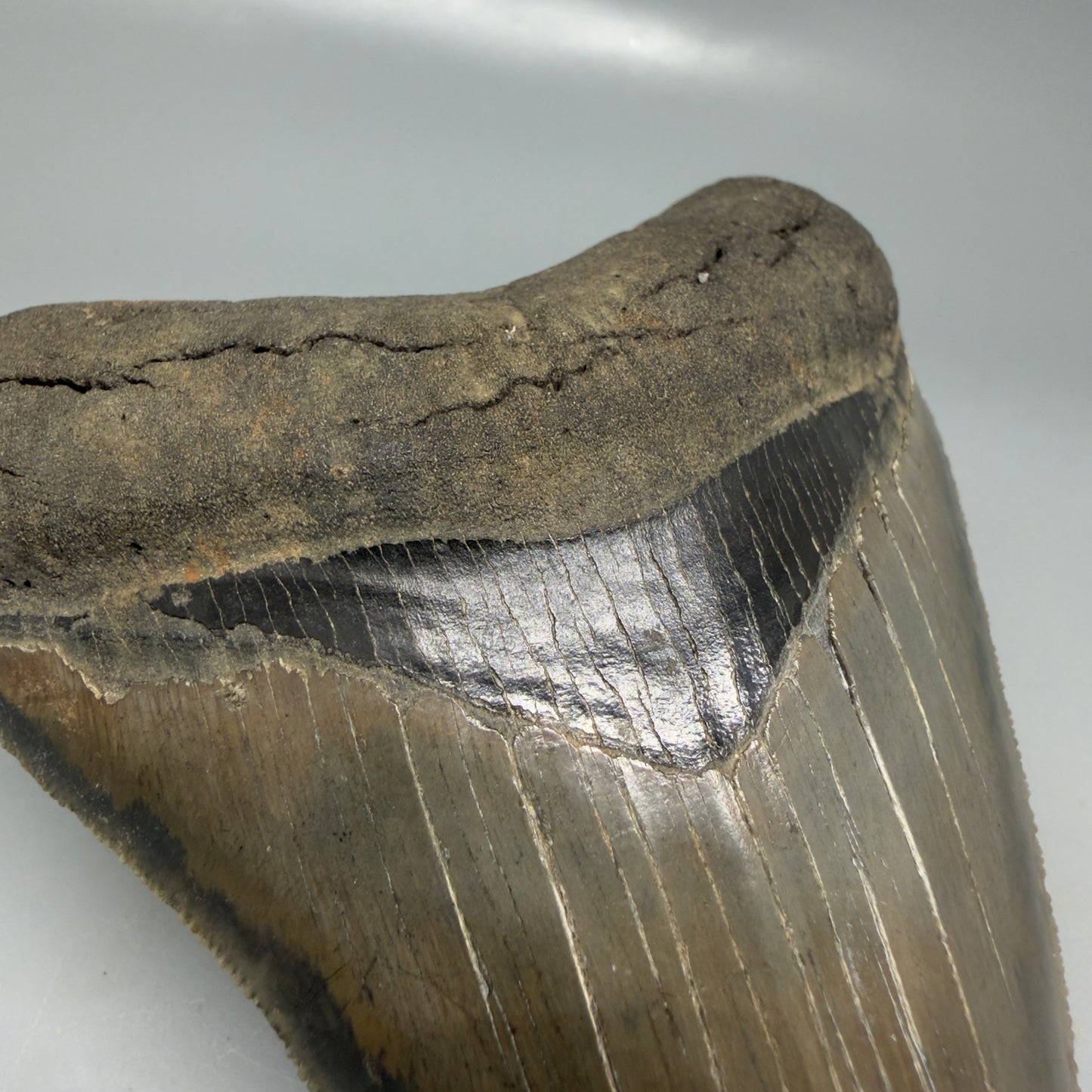 Bourlette detail View 4.40" Fossil Megalodon Shark Tooth - Georgia - Heart-shaped sharply serrated - Collector's Quality CM6155