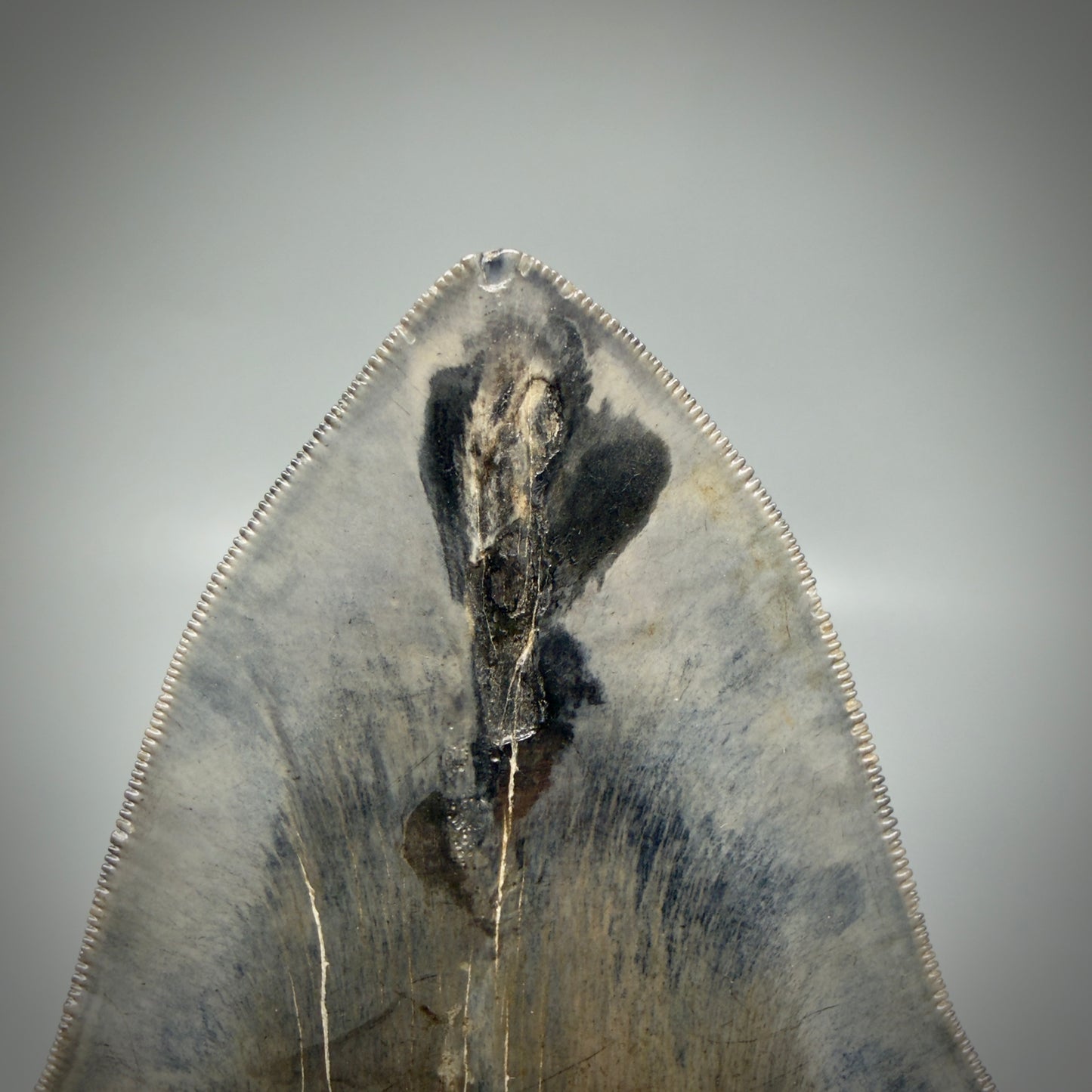 Tip detail View Gem, large 5.46" Fossil Megalodon Shark Tooth - Georgia - Collector's Quality CM6157