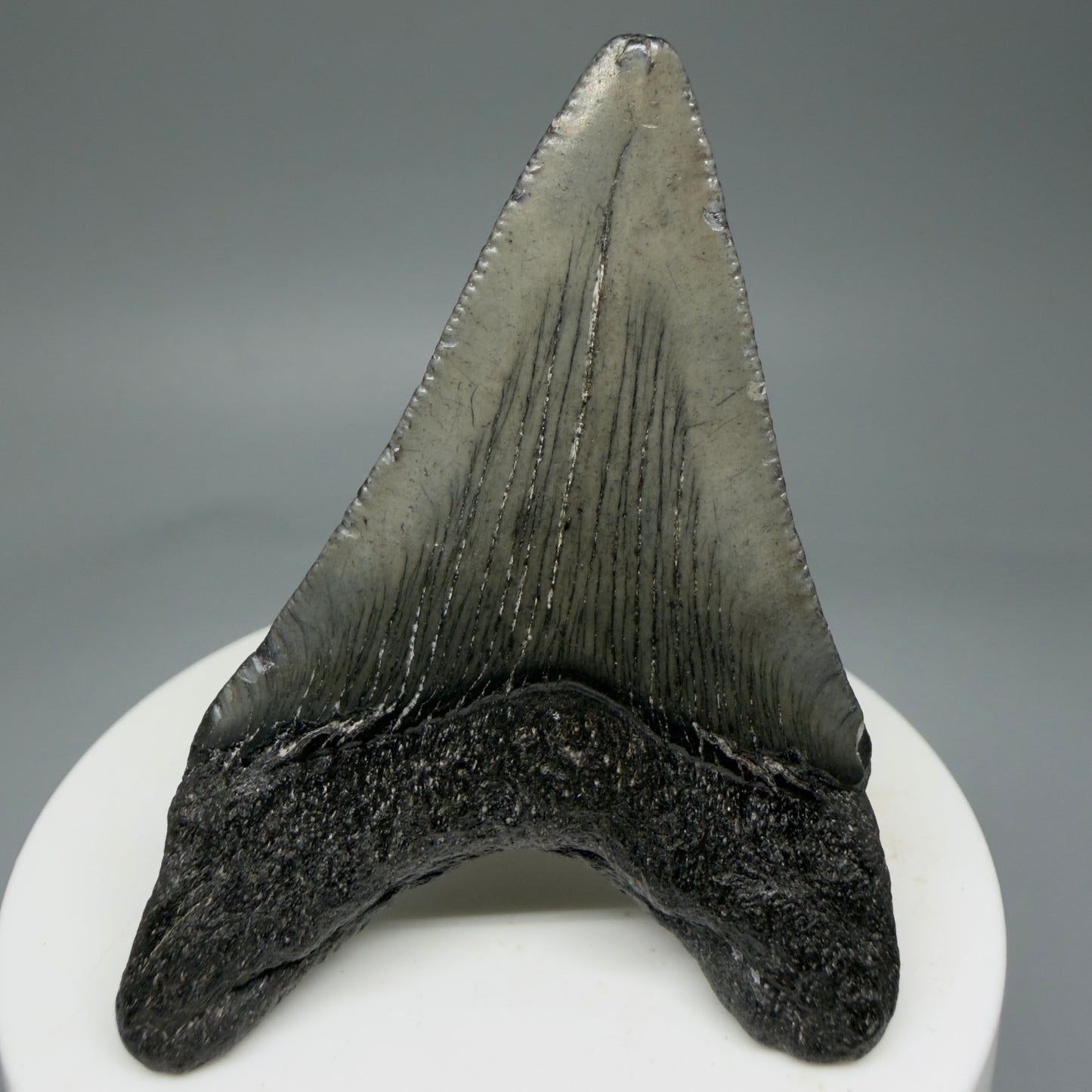 Back View 2.58" Dark colors Fossil Megalodon Tooth – South Carolina River Find | Authentic Megalodon Tooth CM5805